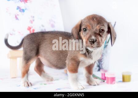 chiot mongrel avec pinceaux, peintures et chevalet avec une image sur fond clair Banque D'Images