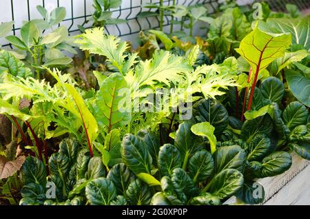 Légumes poussant dans un potager. Banque D'Images