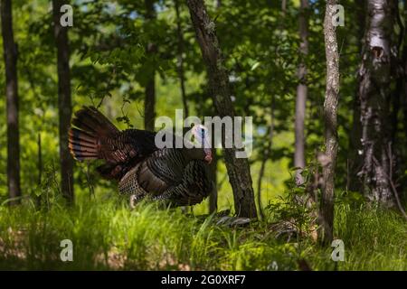 Tom turkey s'élantant dans une forêt du nord du Wisconsin. Banque D'Images