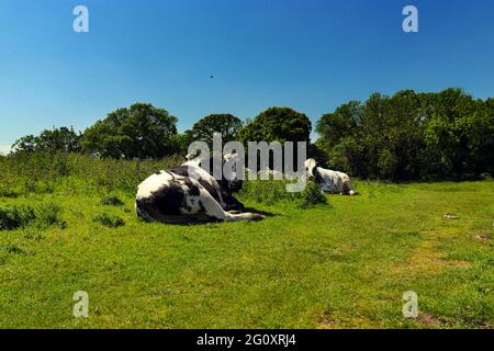 vaches reposant sur un pré Banque D'Images