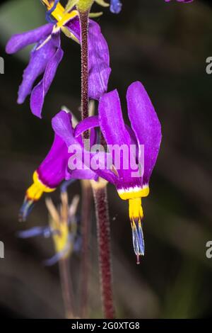 Étoile de tir alpin (Dodecatheon alpinum) Banque D'Images