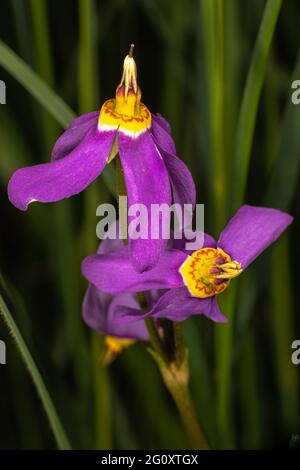 Étoile de tir alpin (Dodecatheon alpinum) Banque D'Images