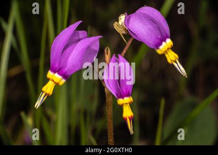 Étoile de tir alpin (Dodecatheon alpinum) Banque D'Images