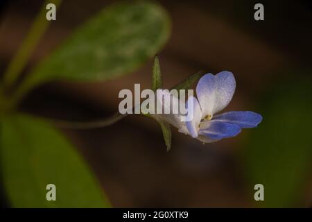 Marie à petits fleurs aux yeux bleus (Collinsia parviflora) Banque D'Images