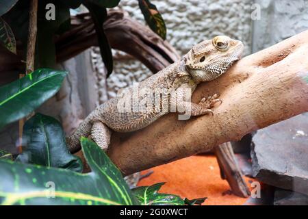 Lizard sur un arbre Banque D'Images