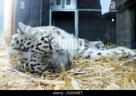 Snow Leopard en captivité Banque D'Images