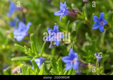 gros plan des fleurs de lobelia à bordure Banque D'Images