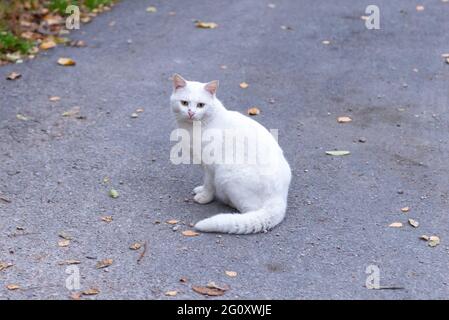 Un chat blanc est assis sur l'asphalte. Le chat a tourné la tête et regarde latéralement. Un chat de rue avec un nez meurtri. Banque D'Images