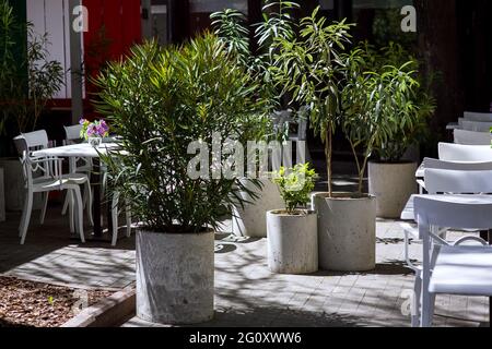 pots en béton gris minimalistes avec arbustes à feuilles caduques et arbres sur le trottoir en carreaux de pierre d'un café extérieur avec des drains en bois blanc et des chaises illu Banque D'Images