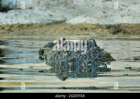 Gros plan d'un alligator au-dessus de l'eau Banque D'Images