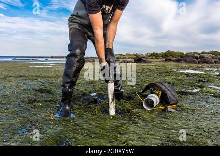 Un scientifique collectant un noyau de sédiments pour évaluer les taux de séquestration du carbone dans les sédiments d'un lit d'aggrégs de marée. Banque D'Images