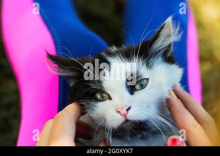 Défocace femme main de stroking et caresser mignon adorable chat noir et blanc, chaton avec de beaux yeux jaunes. Arrière-plan animal de compagnie amour. Fourrure de mammifère molletonné a Banque D'Images