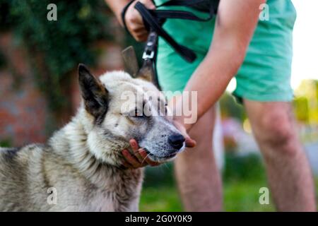 Recentrer gros plan sur le laika sibérien husky sur la laisse brune ressemble à un loup. Les mains de l'homme chien de chasse, confiance concept de confiance, amour. Propriétaire caressi Banque D'Images