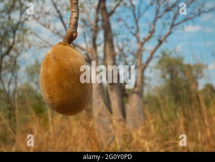 Arbre de Boab, Adansonia gregorii, fruit dans la région de Kimberly en Australie occidentale. Banque D'Images