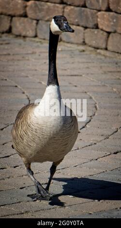 Canada Goose Calgary Zoo Alberta Banque D'Images