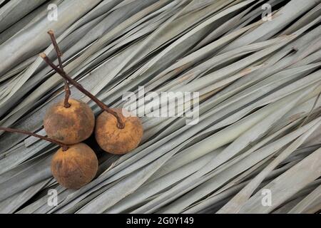 Santol ou fruit de coton plat sur fond sec feuilles de palmier texture modèle. Tartelez avec des fruits comestibles aux saveurs astringentes. Plante indigène en Asie. Banque D'Images