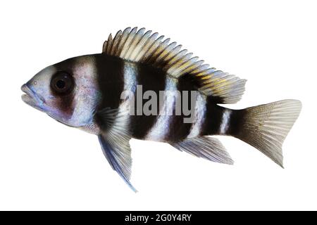 Cichlid Cyphotilapia frontosa poisson aquarium Banque D'Images