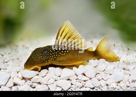 Vert fantôme Pleco L200 Hemiancistrus subviridis poisson aquarium Banque D'Images