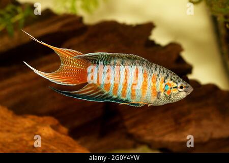 Poisson paradisiaque gourami Macropodus opercularis poisson de l'aquarium tropical Banque D'Images