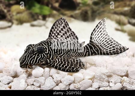 Poisson-chat Pleco L-260 poisson-aquarium Queen Arabesque Hypostomus sp Plecostomus Banque D'Images
