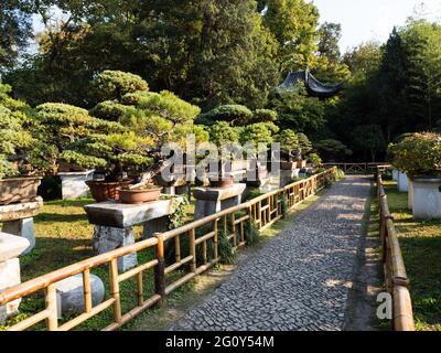 Suzhou, Chine - 30 octobre 2017 : installation de Bonsai au jardin de longue date, l'un des plus célèbres jardins classiques de Suzhou Banque D'Images