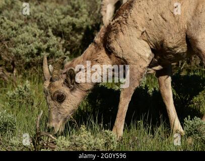 Big Horn Sheep dans le parc national de Grand Teton, Jackson Hole, Wyoming. Mercredi 2 juin 2021 photo de Jennifer Graylock-Graylock.com 917-519-7666 Banque D'Images