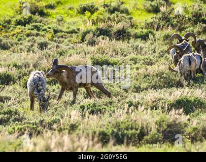 Big Horn Sheep dans le parc national de Grand Teton, Jackson Hole, Wyoming. Mercredi 2 juin 2021 photo de Jennifer Graylock-Graylock.com 917-519-7666 Banque D'Images