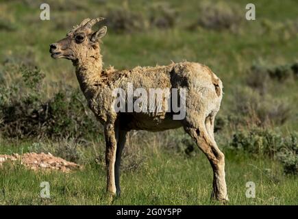 Big Horn Sheep dans le parc national de Grand Teton, Jackson Hole, Wyoming. Mercredi 2 juin 2021 photo de Jennifer Graylock-Graylock.com 917-519-7666 Banque D'Images