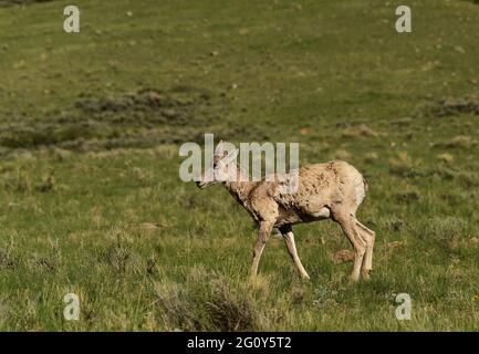 Big Horn Sheep dans le parc national de Grand Teton, Jackson Hole, Wyoming. Mercredi 2 juin 2021 photo de Jennifer Graylock-Graylock.com 917-519-7666 Banque D'Images