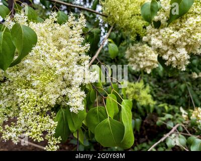 Gros plan sur le lilas blanc, Syringa vulgaris 'mame Lemoine' qui a des fleurs doubles blanches sur de longues panicules. Banque D'Images