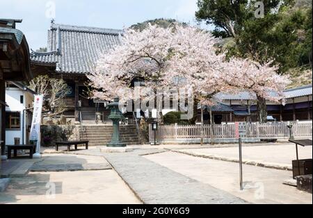 Naruto, Japon - 2 avril 2018 : printemps à Dainichiji, temple numéro 4 en pèlerinage à Shikoku Banque D'Images