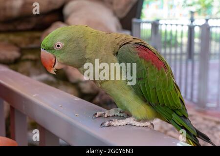 Alexandrine parakeet ou perroquet (Psittacula eupatria) ou Alexandrine à col annulaire ou plus grand parakeet à anneaux roses très près sur le rebord. Banque D'Images