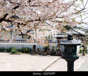 Naruto, Japon - 2 avril 2018 : printemps à Dainichiji, temple numéro 4 en pèlerinage à Shikoku Banque D'Images