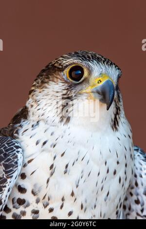 Saker (Saqr) falcon (Falco cherrug) hybride mix portrait tête tourné très gros plan. Fauconnerie ou garder les faucons et les courses au Moyen-Orient. Banque D'Images