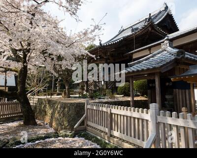 Naruto, Japon - 2 avril 2018 : printemps à Dainichiji, temple numéro 4 en pèlerinage à Shikoku Banque D'Images