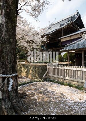 Naruto, Japon - 2 avril 2018 : printemps à Dainichiji, temple numéro 4 en pèlerinage à Shikoku Banque D'Images