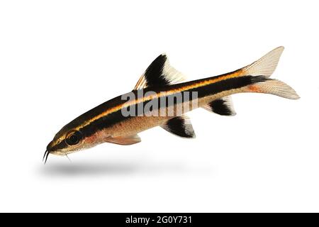 Renard volante Epalzeorhynchos kalopterus Aquarium poissons mangeant des algues Banque D'Images