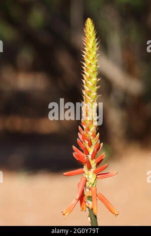 Aloès / Aloe vera / Aloe vera Banque D'Images