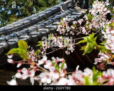 Cerisiers en fleurs dans un temple bouddhiste au Japon Banque D'Images