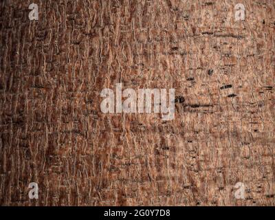 Boab Tree, Adansonia gregorii, arrière-plan en écorce dans la région de Kimberly en Australie occidentale. Banque D'Images