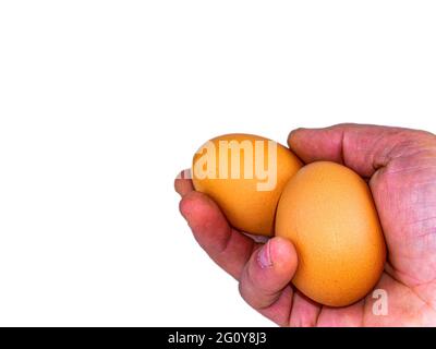 Deux œufs de poulet dans la main d'un homme. Œuf. Paume de main humaine. Une alimentation saine. Produits de volaille. Coquetiers de poulet. Mains d'un homme. Entreprise agricole. ECO Banque D'Images