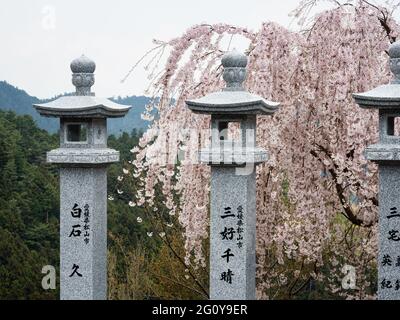 Tokushima, Japon - 3 avril 2018 : lanternes en pierre bouddhiste et cerisiers en fleurs près de Shosanji, temple numéro 12 du pèlerinage de Shikoku Banque D'Images