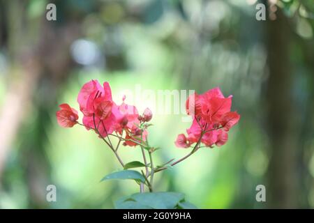 Bougainvilliers vignes ornementales, buissons et arbres appartenant à la famille des quatre heures, Nyctaginaceae. Il est originaire de l'est de l'Amérique du Sud Banque D'Images