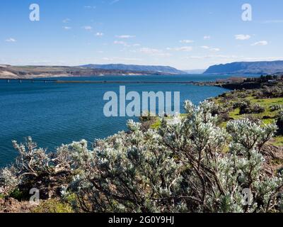 Vue sur la rivière Columbia et le pont Vantage I-90 depuis le parc national de la forêt pétrifiée de Ginkgo Banque D'Images