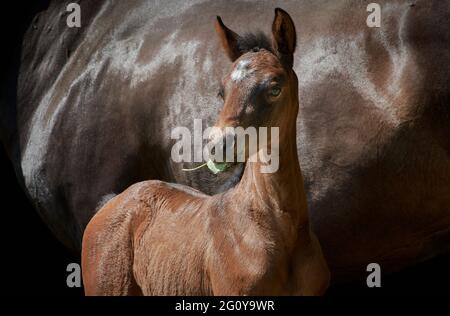 Gros plan d'un nouveau-né putain filly avec mère de cheval brun. Banque D'Images