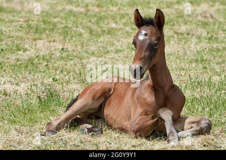 Mignon nouveau-né poulain allongé dans le pâturage, brun bébé cheval se détendant à l'extérieur. Banque D'Images