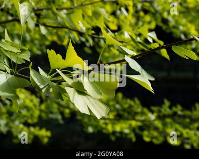 Le ginkgo biloba vert laisse sur une branche sur fond sombre Banque D'Images