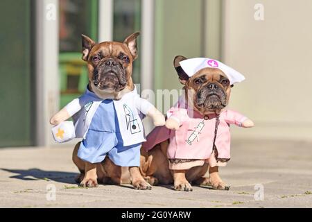 Chiens de Bulldog français vêtus d'un costume de médecin et d'infirmière avec de faux bras Banque D'Images