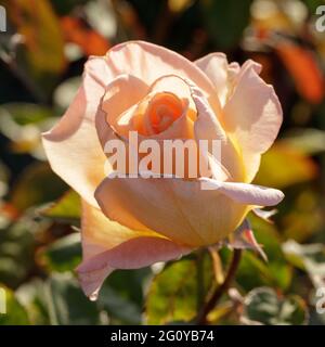 « rêve de la momille » Apricot Blend Rose de thé hybride dans Bloom. San Jose Municipal Rose Garden, San Jose, Californie, États-Unis. Banque D'Images