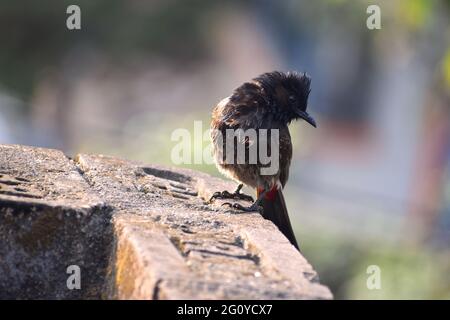 bulbul ventilé rouge à une pose artistique Banque D'Images